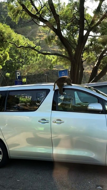 Mischievous Monkey Takes Apart Car