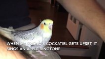 Cockatiel Imitates iPhone Ringtone