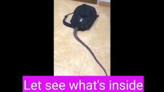 Snake Funny video fearful prank whatsapp Snake in Bag funny prank