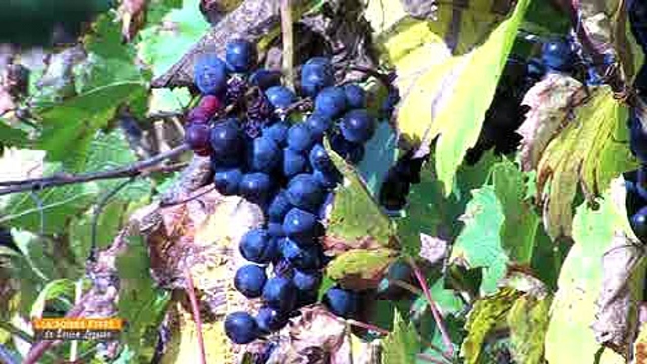 La Bonne Etape - Touraine Primeur Vinifera