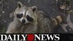 Baby girl dragged out of bed and attacked by raccoon