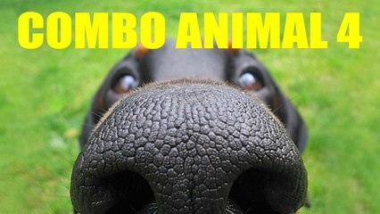 COMBO ANIMAL 4