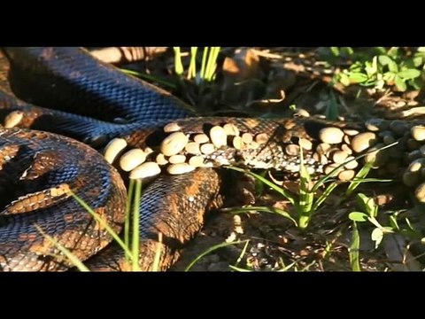 Ce pauvre python est recouvert par des centaines de tiques parasites