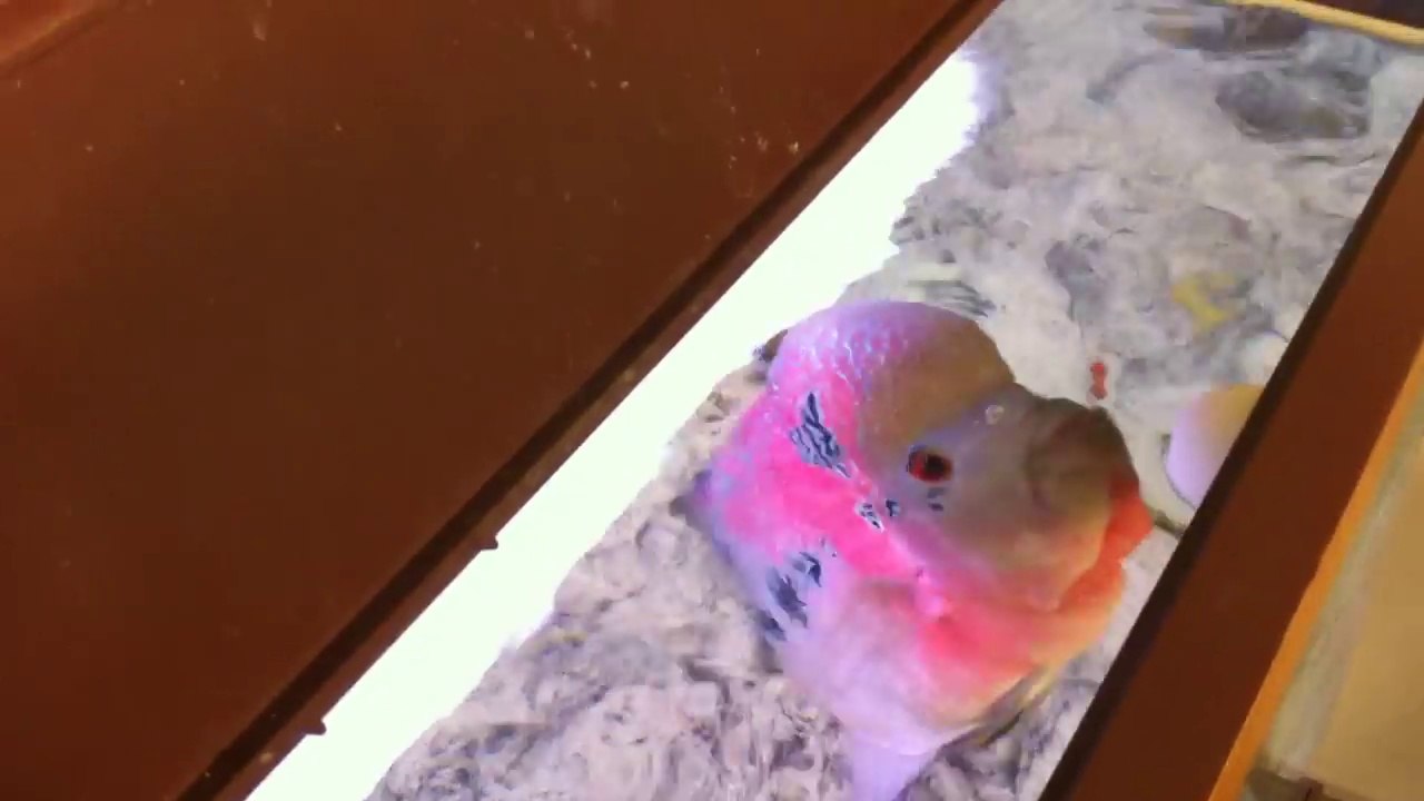 Il essaie de caresser son gros poisson rouge mais lui veut lui bouffer la main