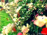 فيديو بيوت مع حدائق ورد و زهور روعة