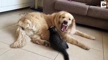 Un chien sexcuse après avoir essayé de manger le chat