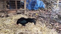 Solid Black Thai Asil rooster