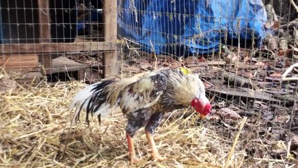 Silver Kulang Asil rooster