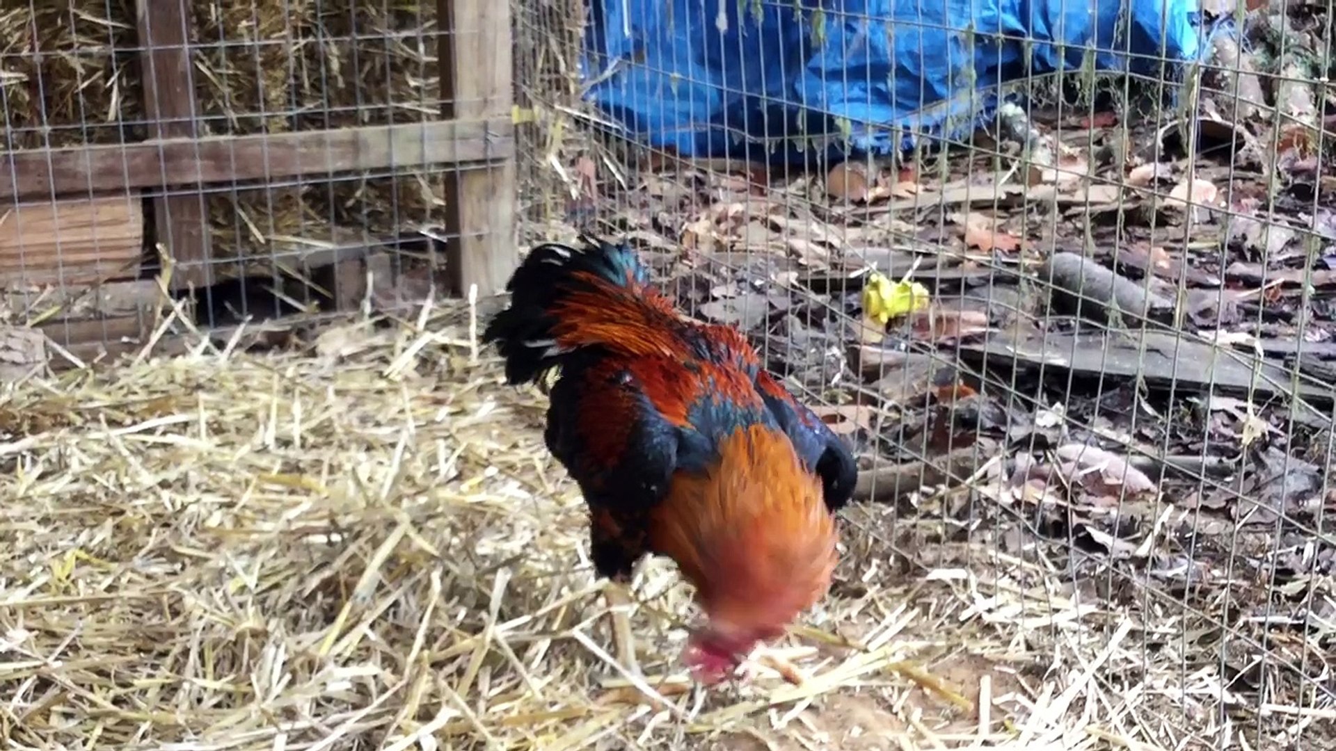 Big red Thai rooster
