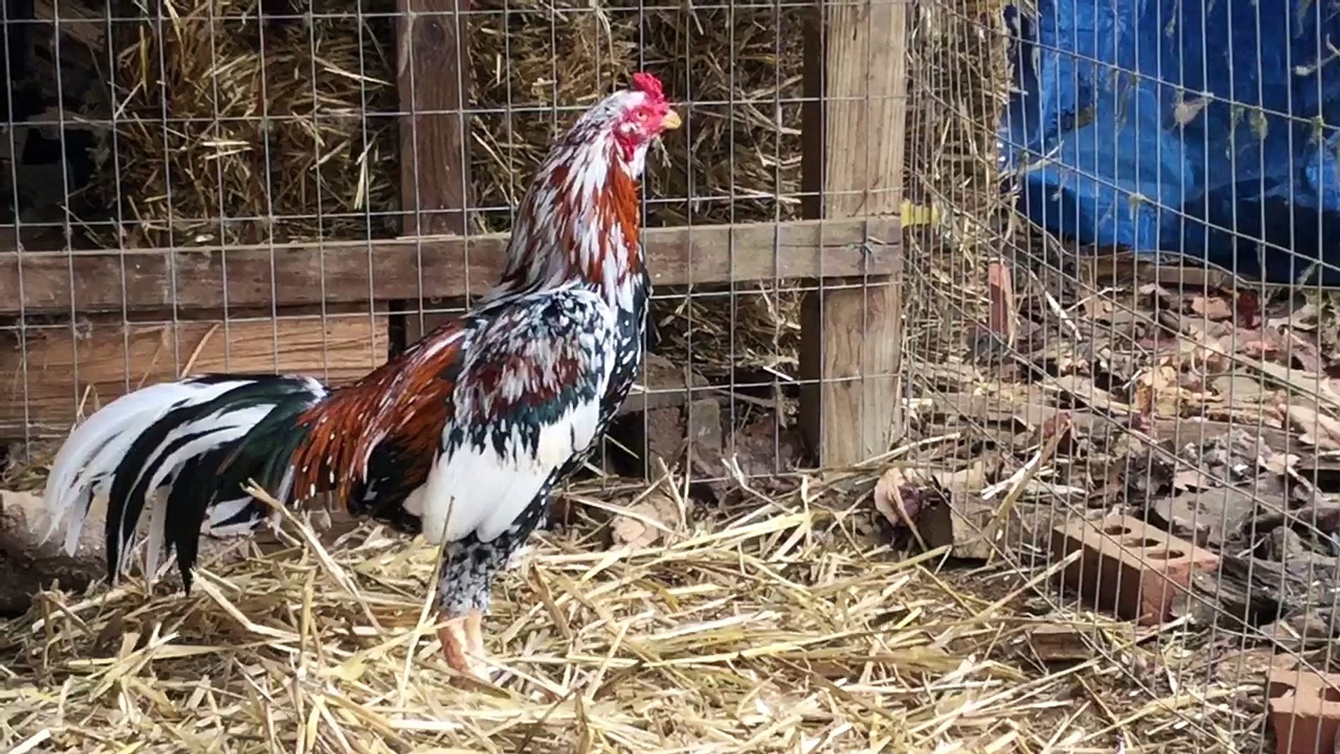 Spangle Thai rooster