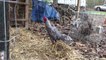 GONE!  Dom Barred Shamo Brazilian rooster