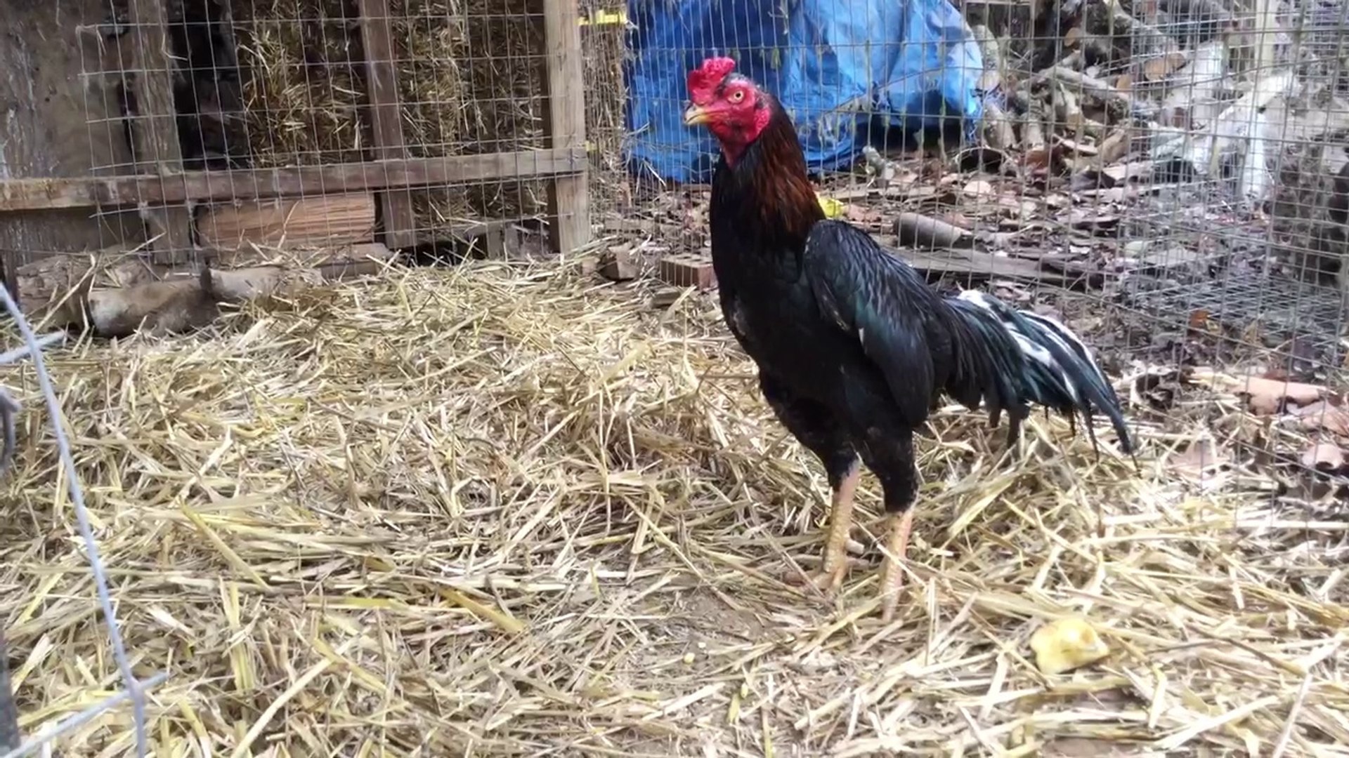 Big black Thai rooster