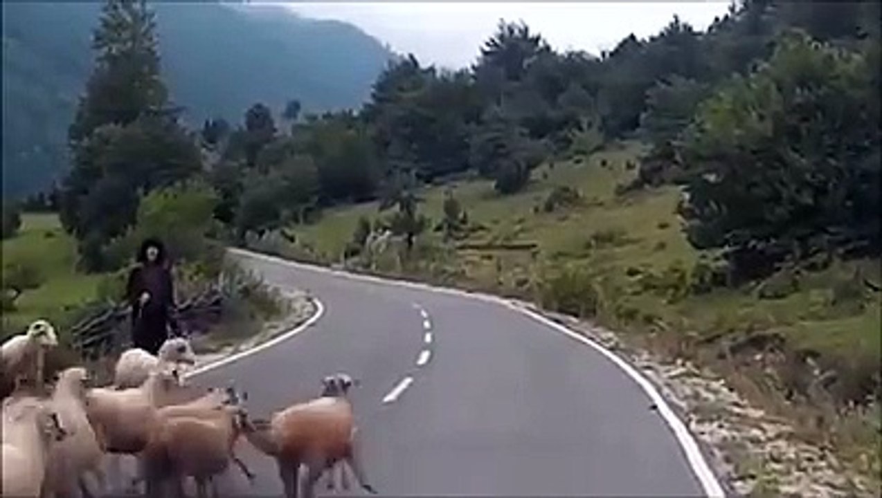 Quando você é pastor e tem uma ovelha de mal humor!