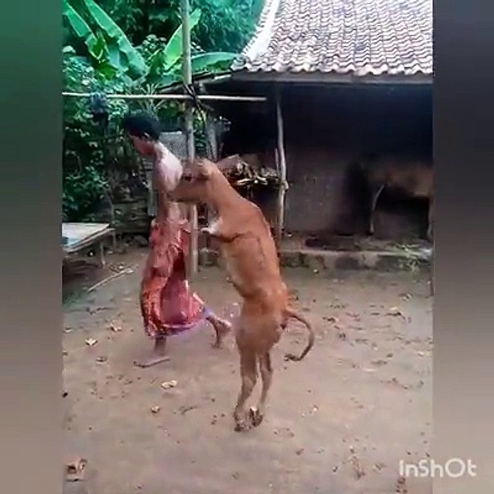 Vaca andando sobre duas patas!! Deus Dá asas para quem não sabe voar!