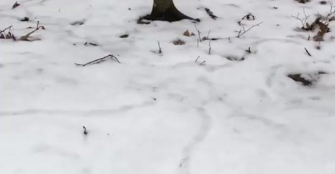 Mice Build Snow Tunnels at Ohio National Park