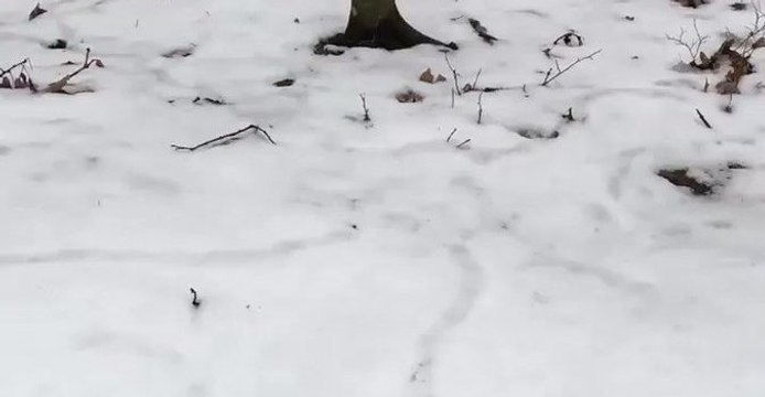 Mice Build Snow Tunnels at Ohio National Park