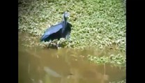 Bird feeling shy while drinking water