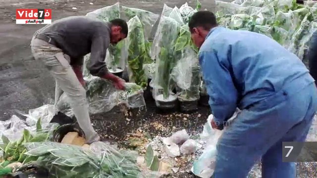 جمارك دمياط تحبط محاولة تهريب 240 كيلو تبغ إلى فلسطين