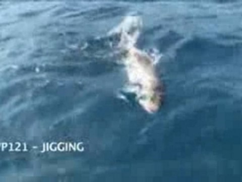 Video pêche Jigging