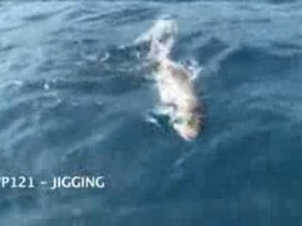 Video pêche Jigging