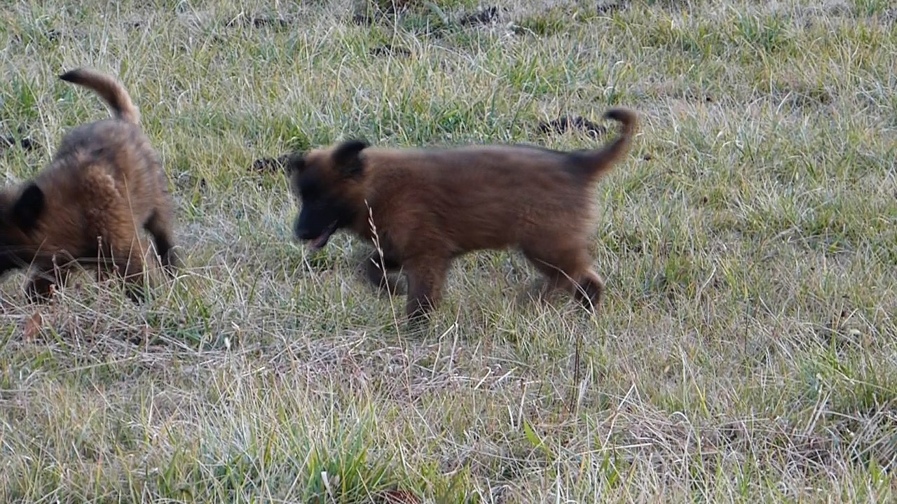 Chiots berger belge tervueren