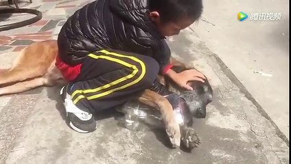 牧羊犬巴特 沒有大骨頭拿它來充數好了，好無奈哦！-wHnGQ5_SUwM