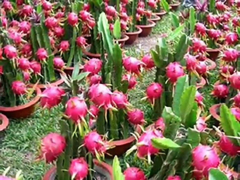 Cara Menanam Buah Naga Di POT Agar Cepat Bertunas Dan Berbuah Lebat