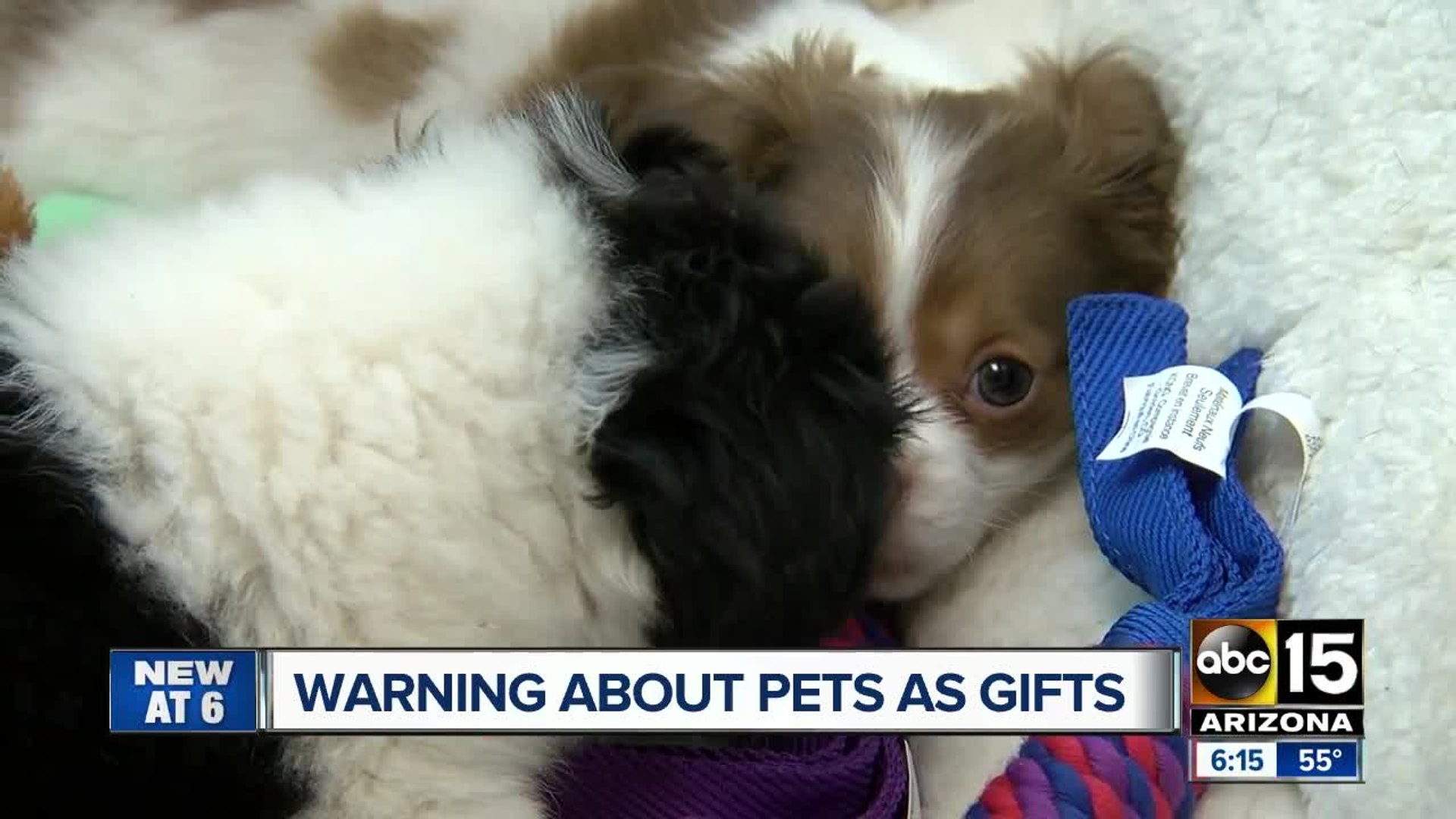 ⁣Warning about pets as gifts during the holidays