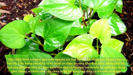 Chữa bệnh trĩ bằng rau diếp cá đơn giản tại nhà