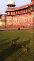 Agra Fort | Best Monuments in India