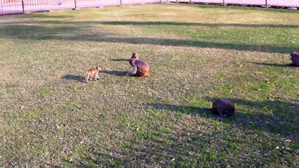 Agra Fort | Best Monuments in India