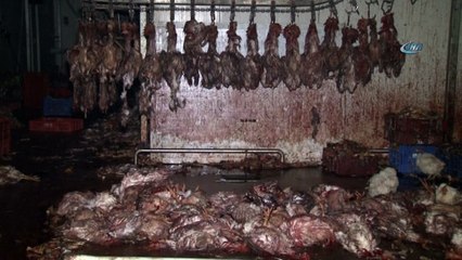 Adana’da 3 ton kesilmiş kaçak tavuk ele geçirildi