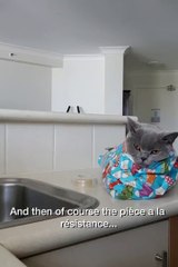 Comment bien emballer son chat pour Noel...