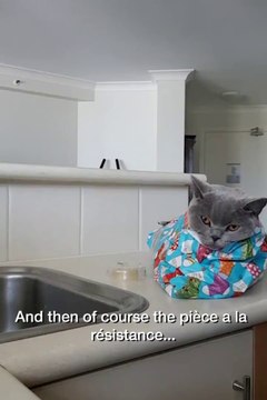 Comment bien emballer son chat pour Noel...