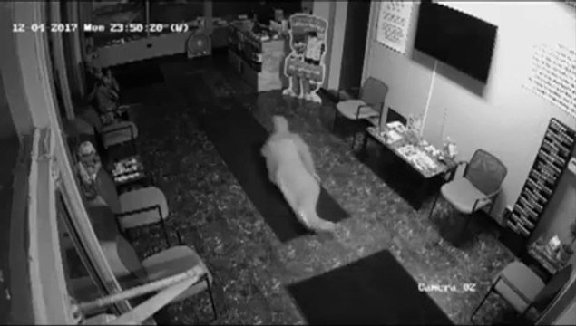 Grosse honte pour ce cambrioleur qui va avoir un petit soucis en entrant dans ce magasin... Fail