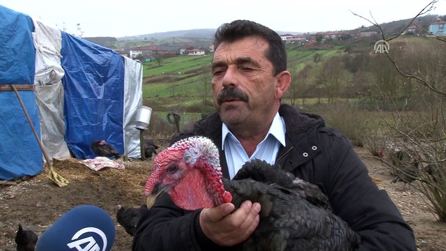 Kandıra hindisi sofraları süsleyecek - KOCAELİ