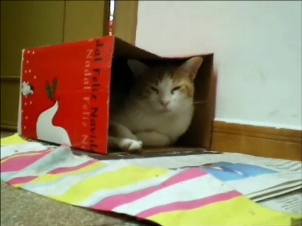 Cat BABY wishes you Merry Christmas