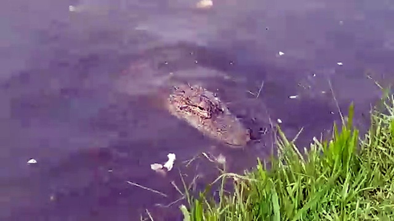 Even more wally Gator