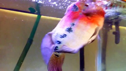 Il essaie de caresser son gros poisson rouge mais lui veut lui bouffer la main