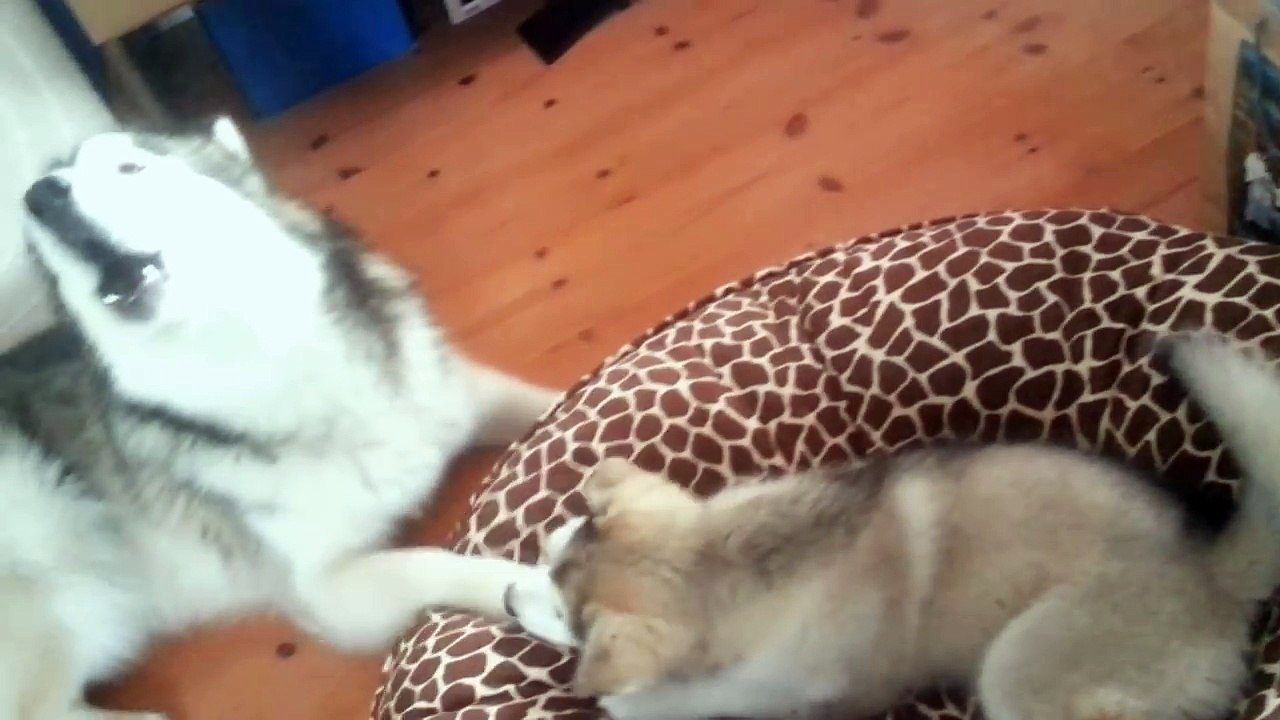 Un Malamute de l'Alaska apprend à sa petite soeur à hurler