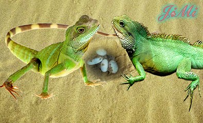 Kỳ tôm & Cái tổ trên cát cạnh bờ suối