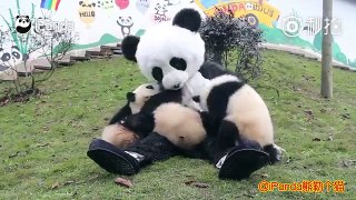 Keeper Wears Panda Costume to interact with Panda Cubs to Protect them from Human attachment
