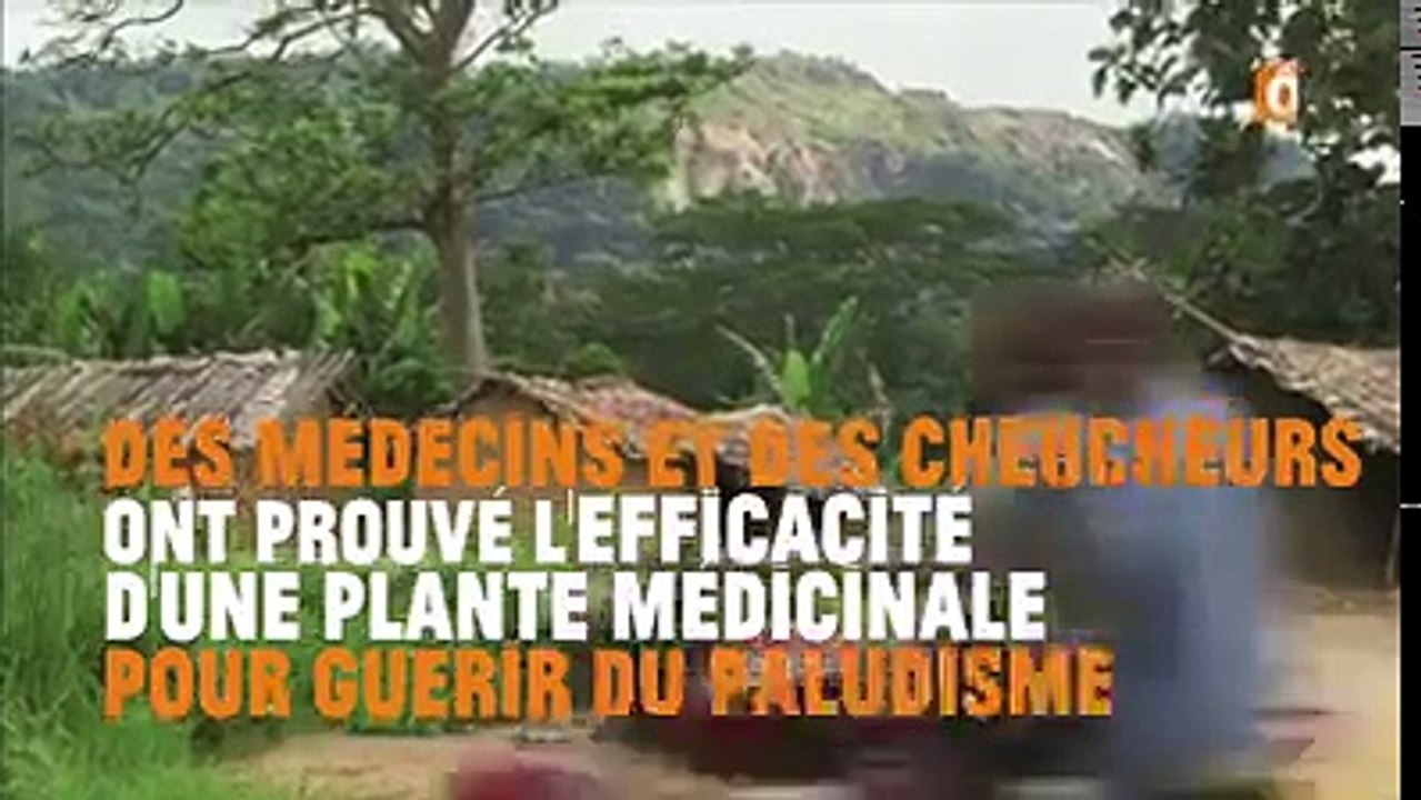 Tisane miracle contre le paludisme