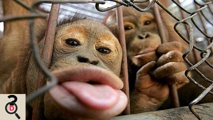 Top 10 Cele Mai Vechi Animale De Pe Planeta