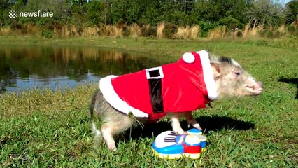 Pig dressed as Santa plays piano