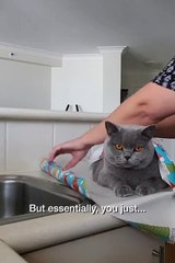 Comment bien emballer son chat pour Noel