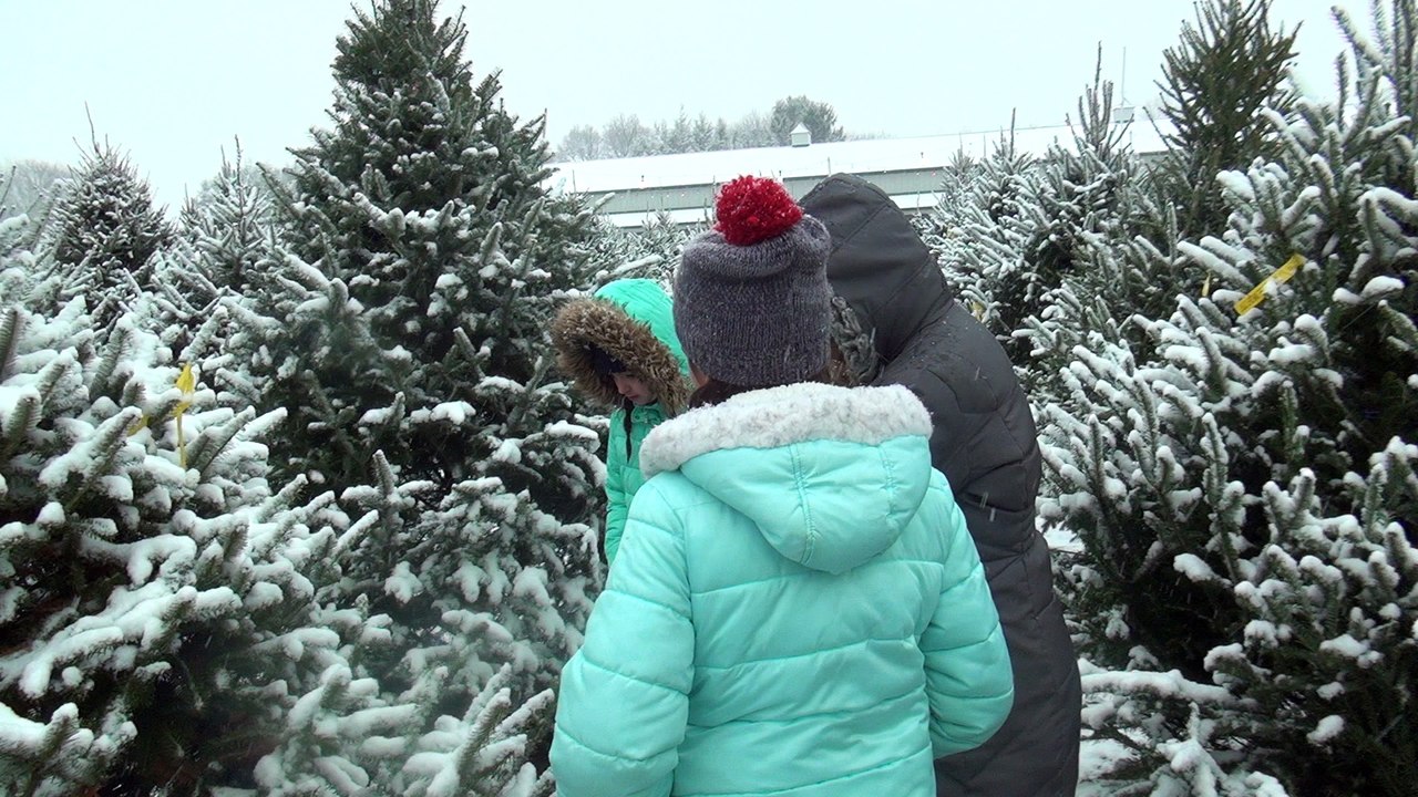 tree day 1