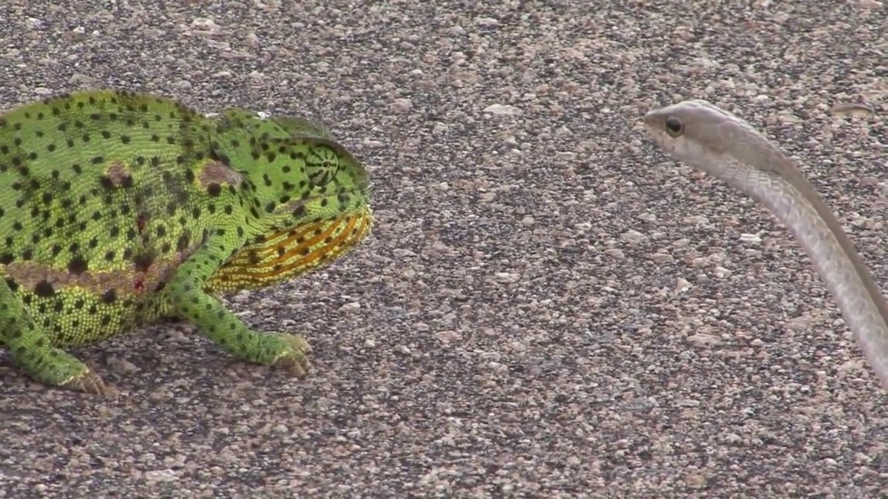 Un serpent s'en prend à un caméléon mais regardez ce qui va le sauver... Incroyable