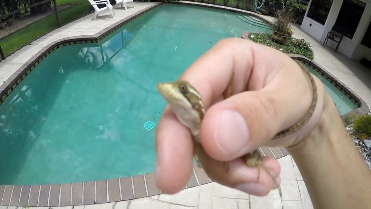 Ce lézard est aussi appelé Jesus Christ Lizard et vous allez comprendre pourquoi