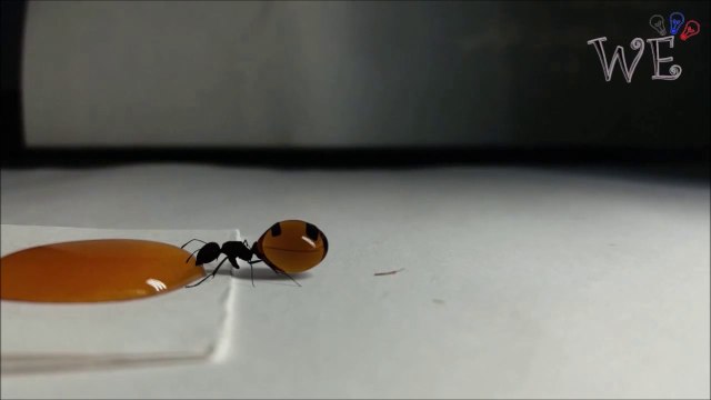 Cette fourmi se remplit de miel : Honey Ant ou fourmi à miel
